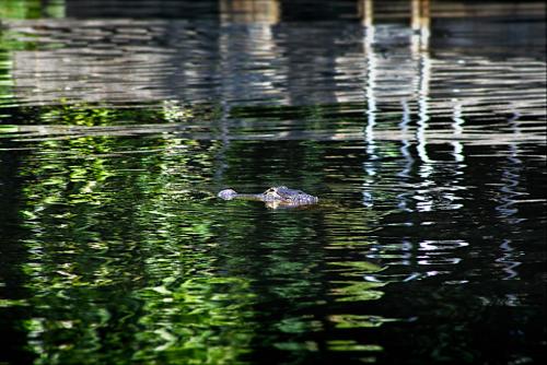 Gator in a Port Charlotte canal